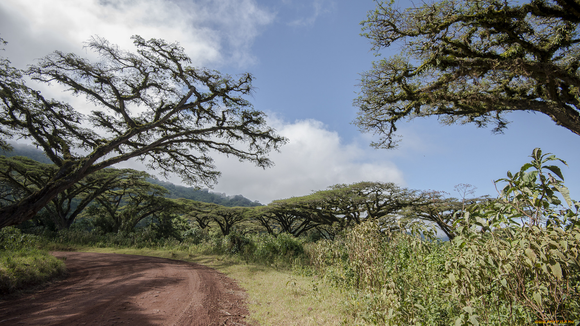 природа, дороги, тракт, лес