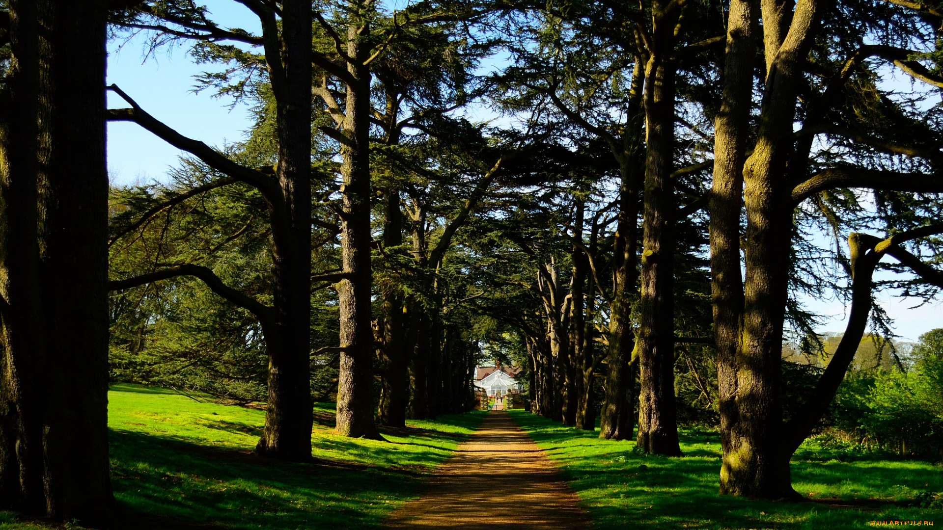 природа, дороги, трава, деревья, дорога, лес