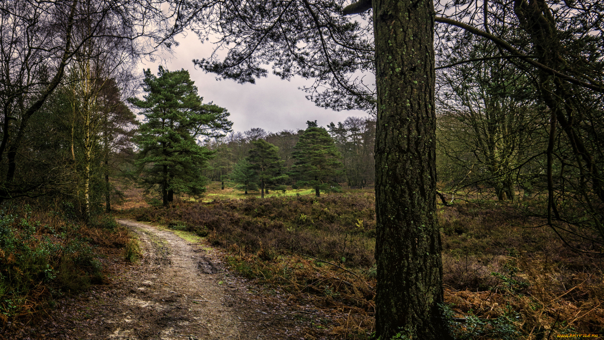 природа, дороги, тропа, лес