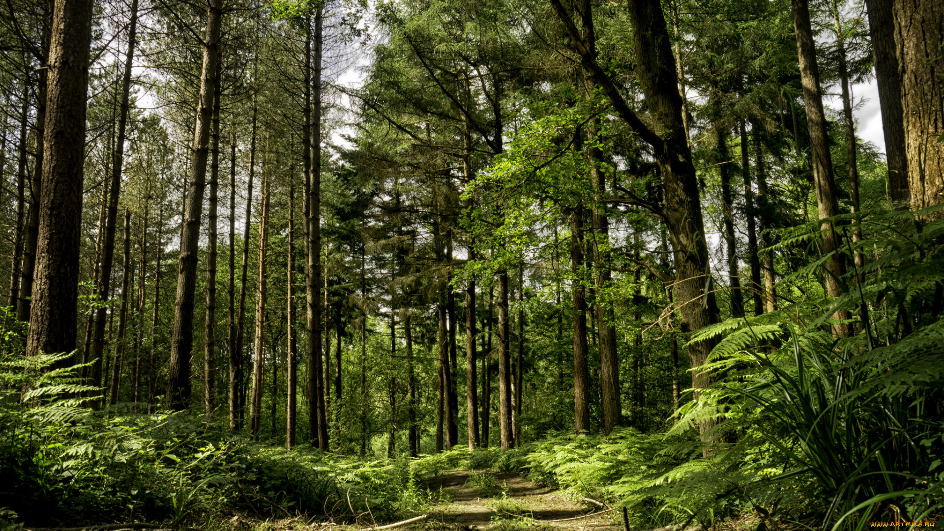 природа, дороги, тропинка, лес