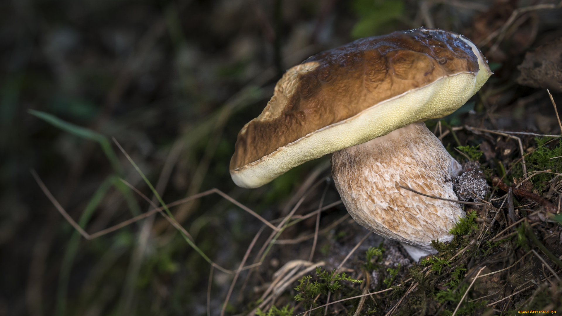 природа, грибы, белый