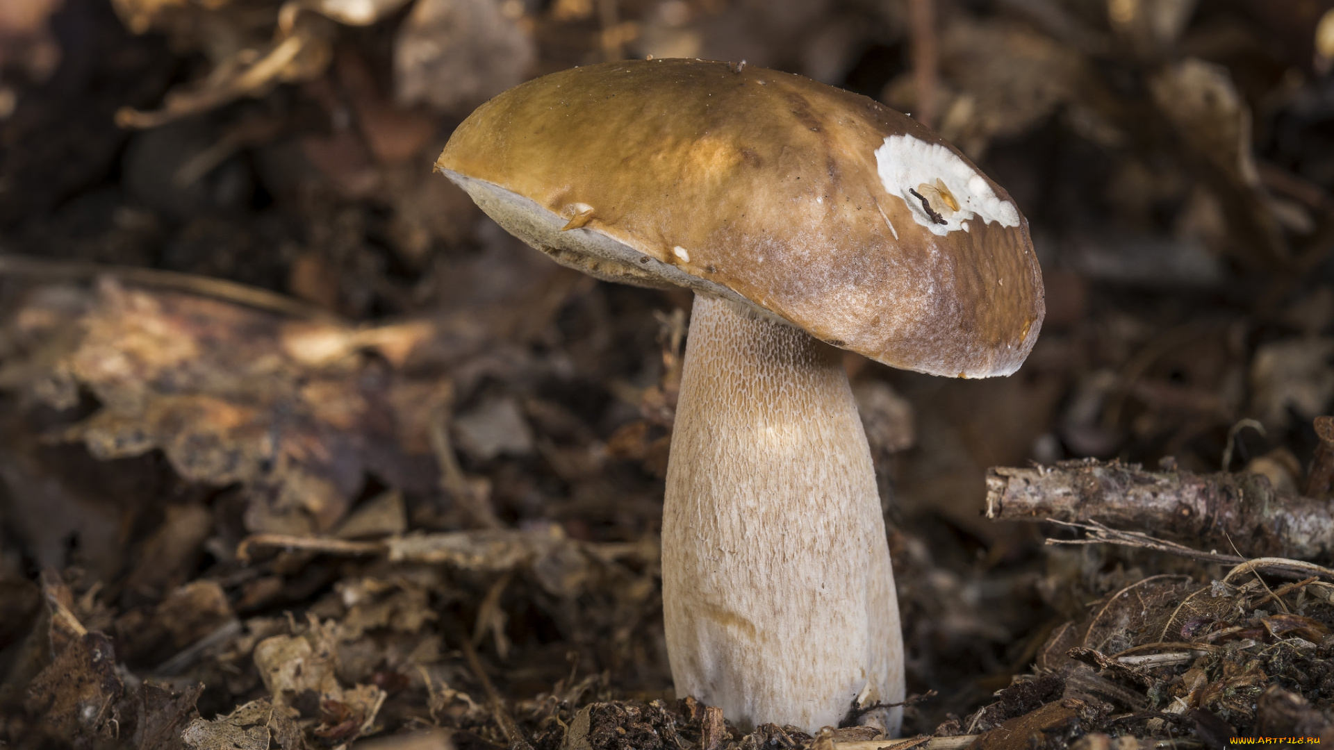 природа, грибы, белый