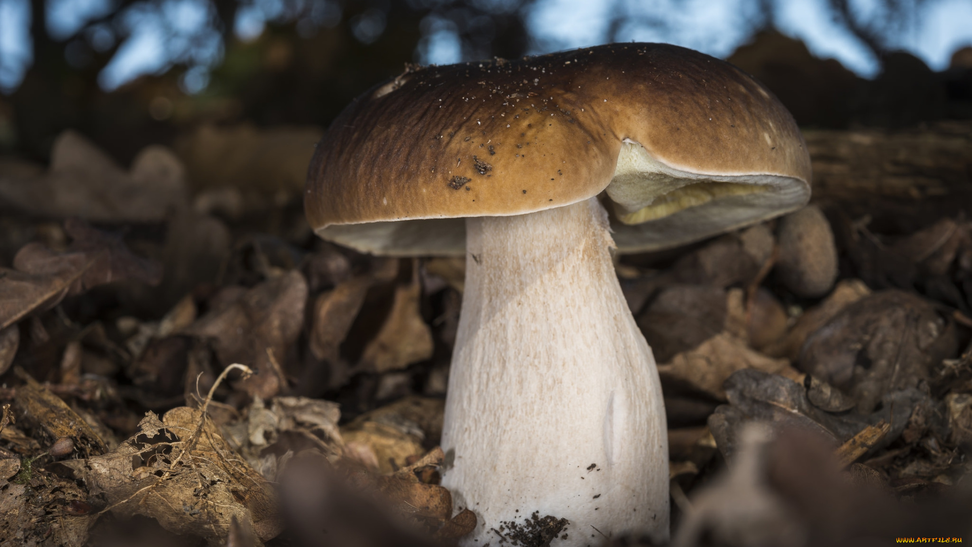 природа, грибы, белый