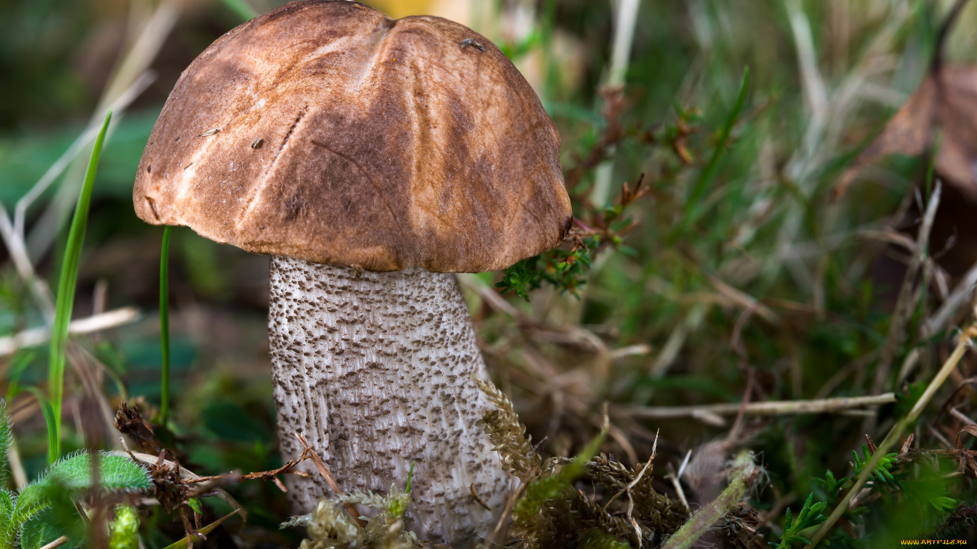 природа, грибы, подберезовик