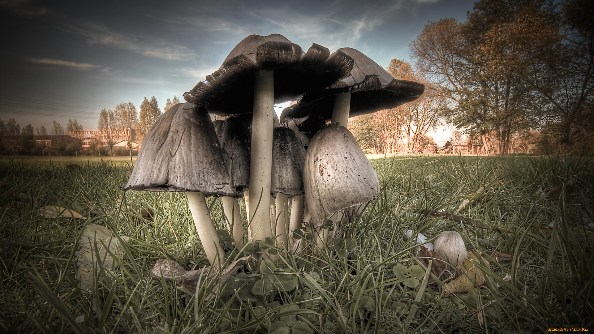 природа, грибы, поганки