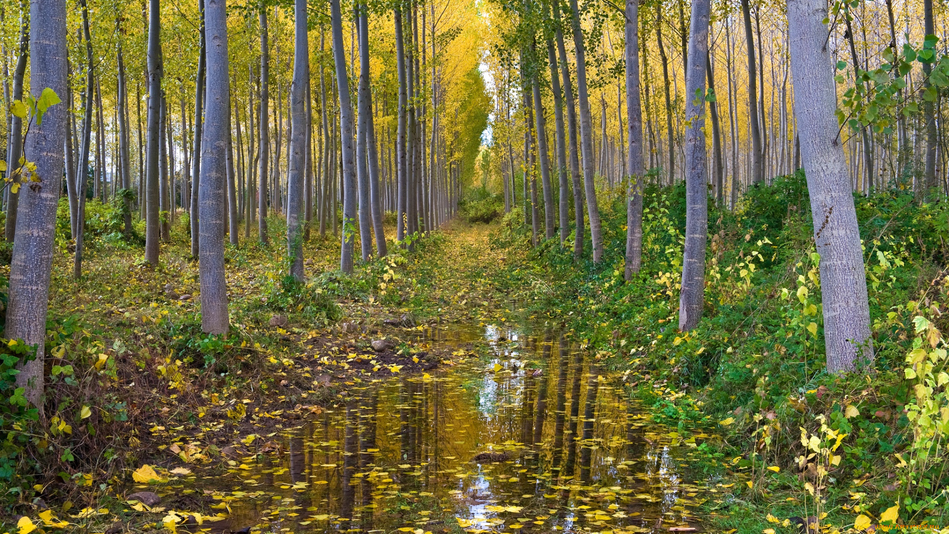 природа, лес, осень, вода, осина, роща