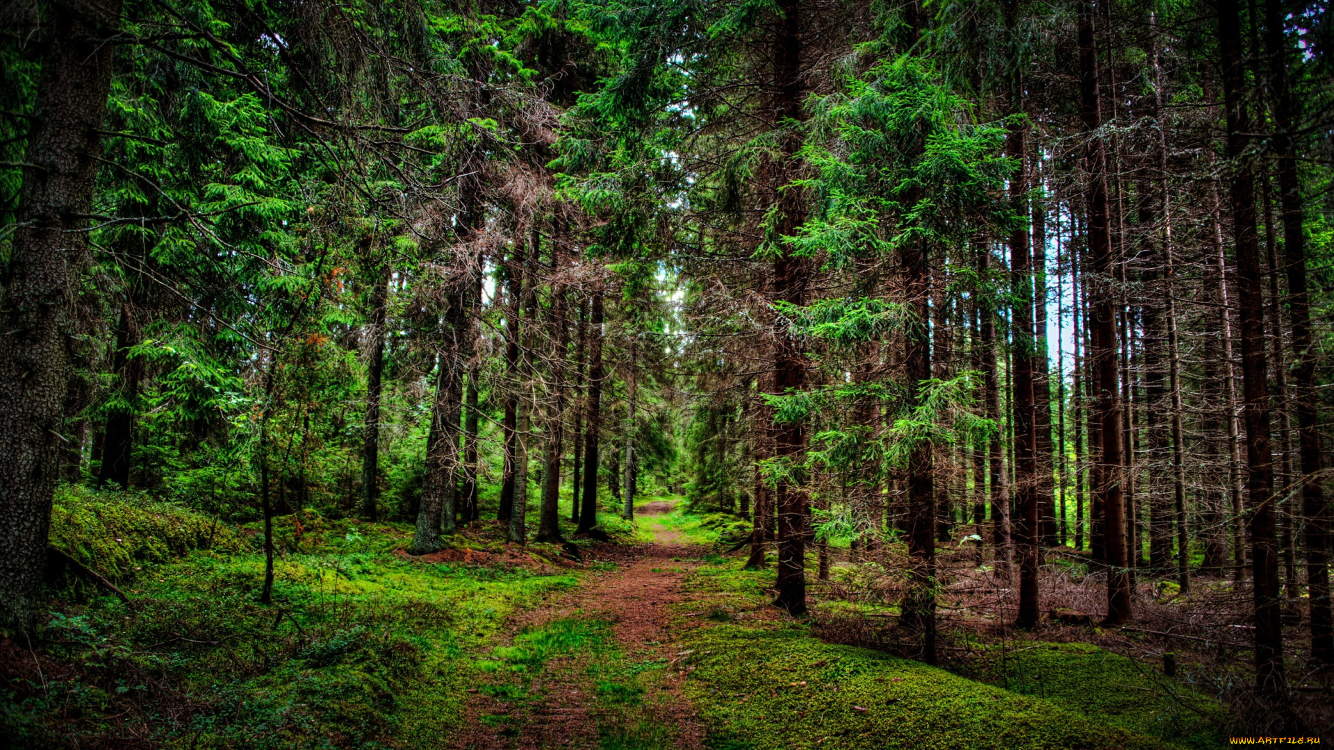 природа, лес, тропинка, ельник