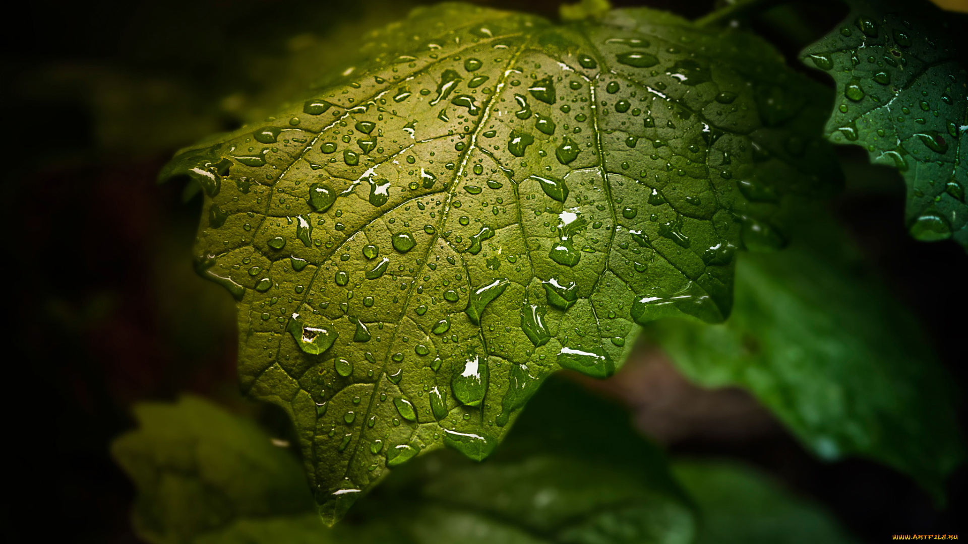 природа, листья, лист, капли, зелёный