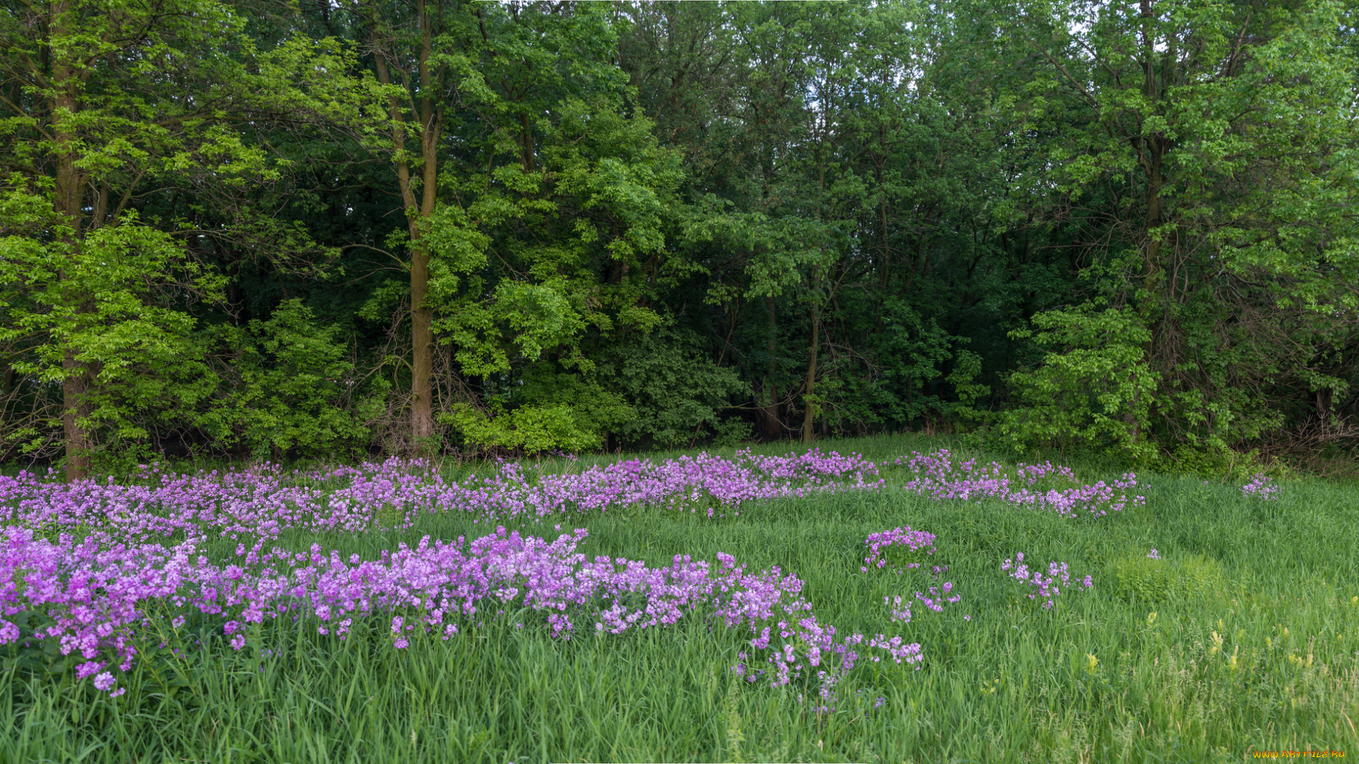 природа, луга, цветы, поляна, лес