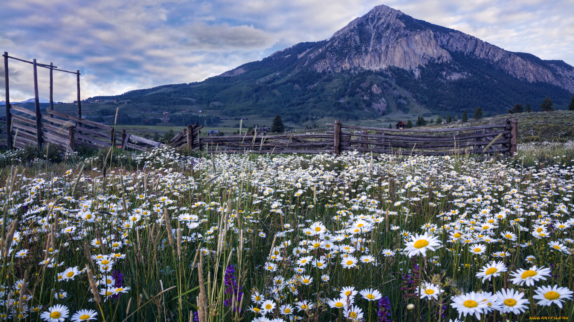 природа, луга, цветы, равнина, горы
