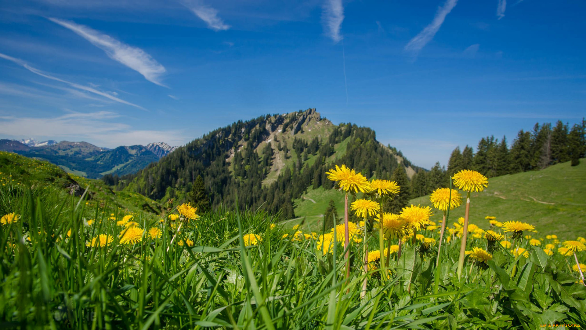 природа, луга, горы, лес, цветы