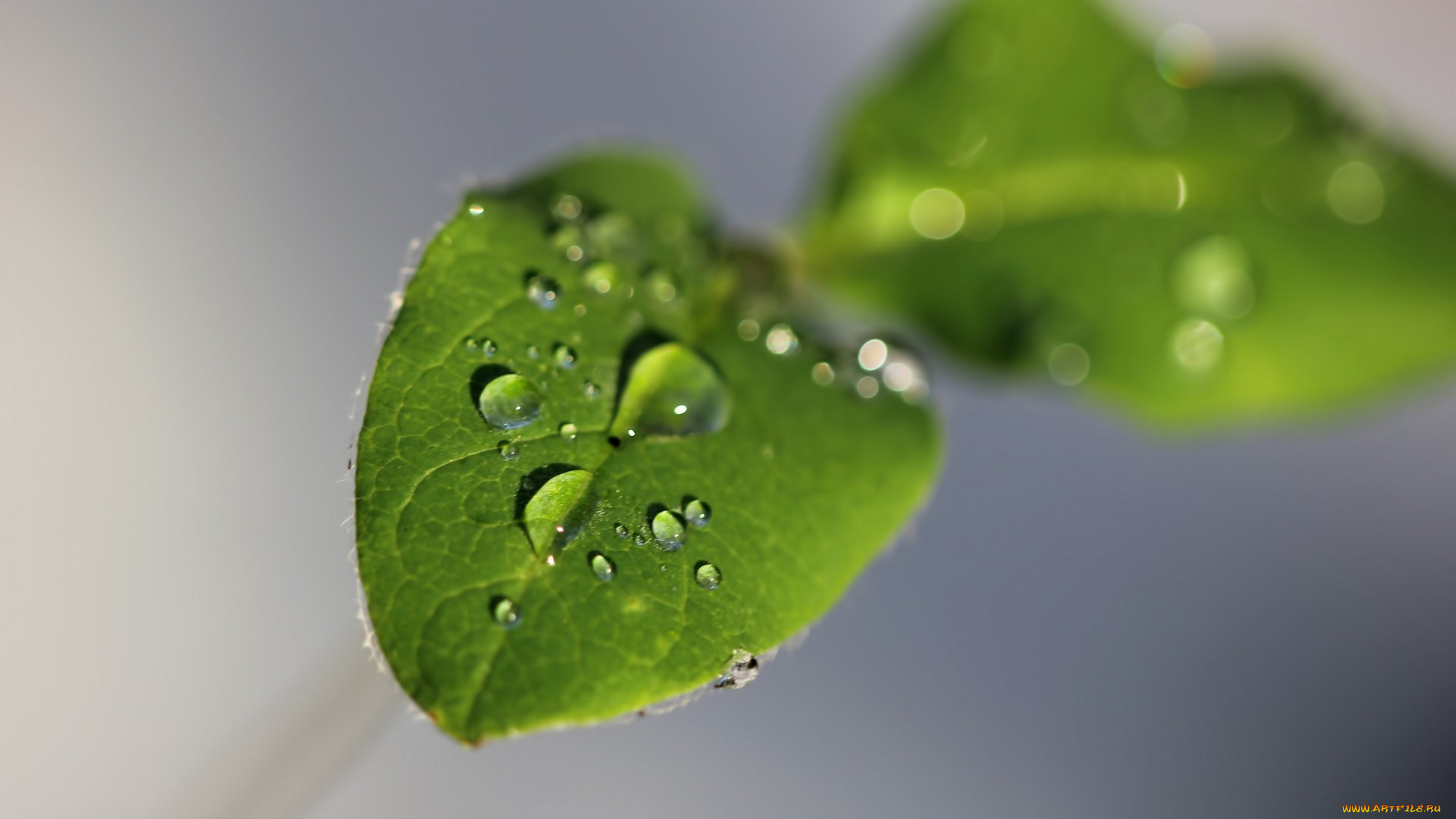 природа, макро, листья, зеленый, вода, капли, фон, серый