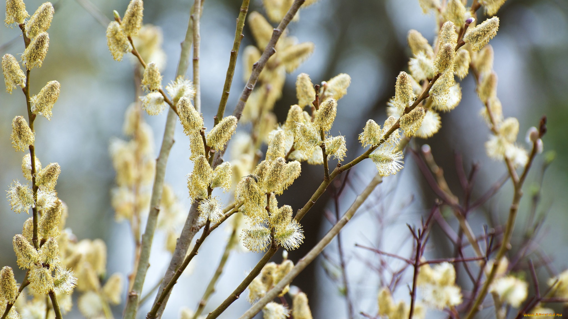 природа, макро, ветки, почки, весна