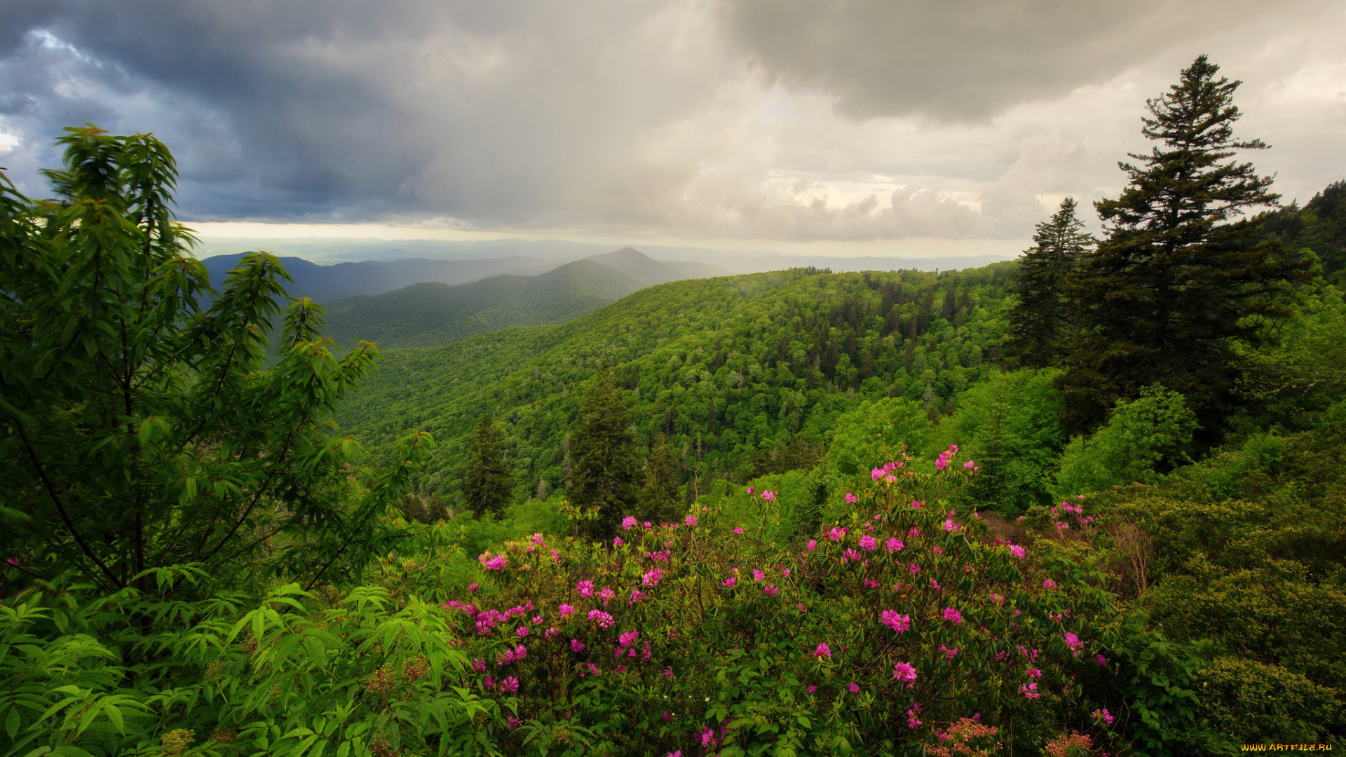 природа, пейзажи, цветы, лес, холмы