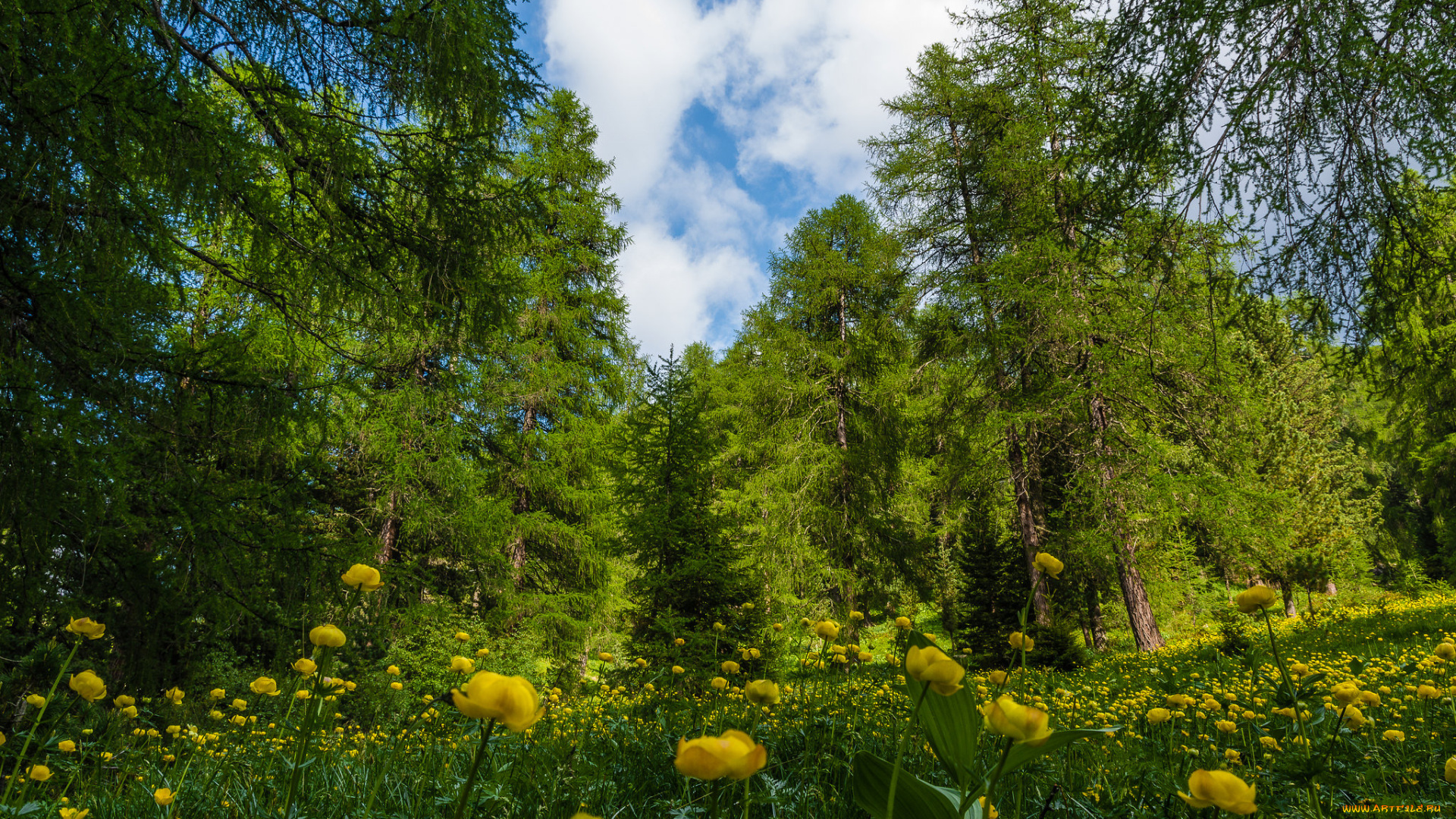 природа, пейзажи, цветы, поляна, лес