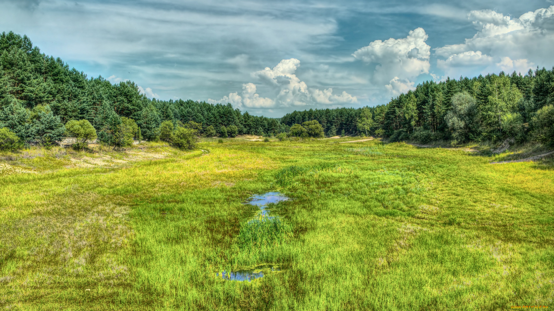 природа, пейзажи, ручей, поле, лес