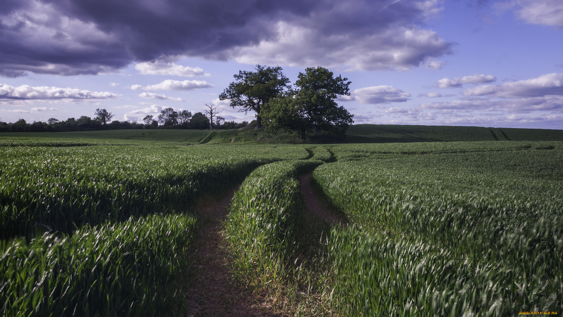 природа, поля, колея, трава, поле