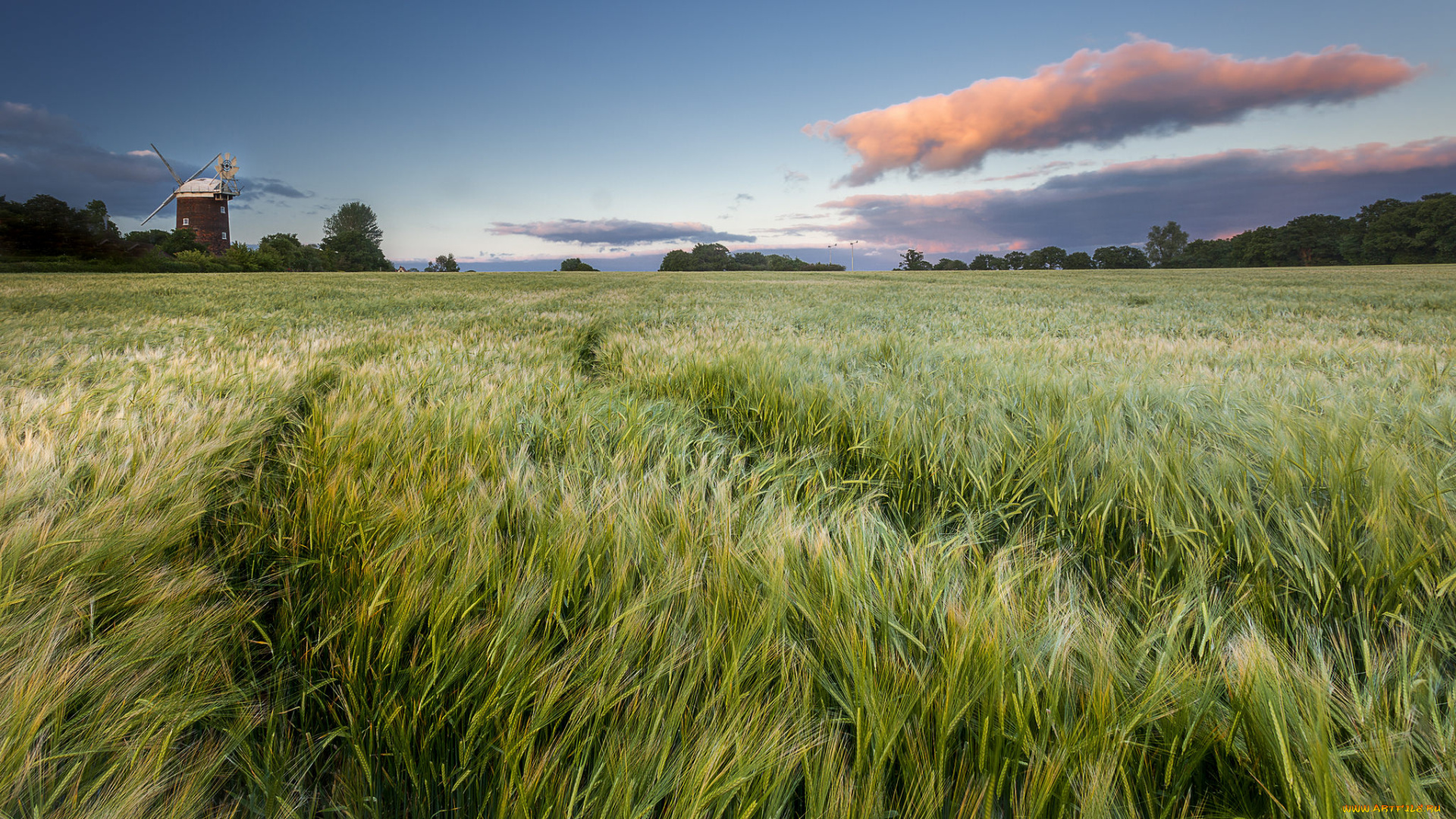природа, поля, рожь, поле