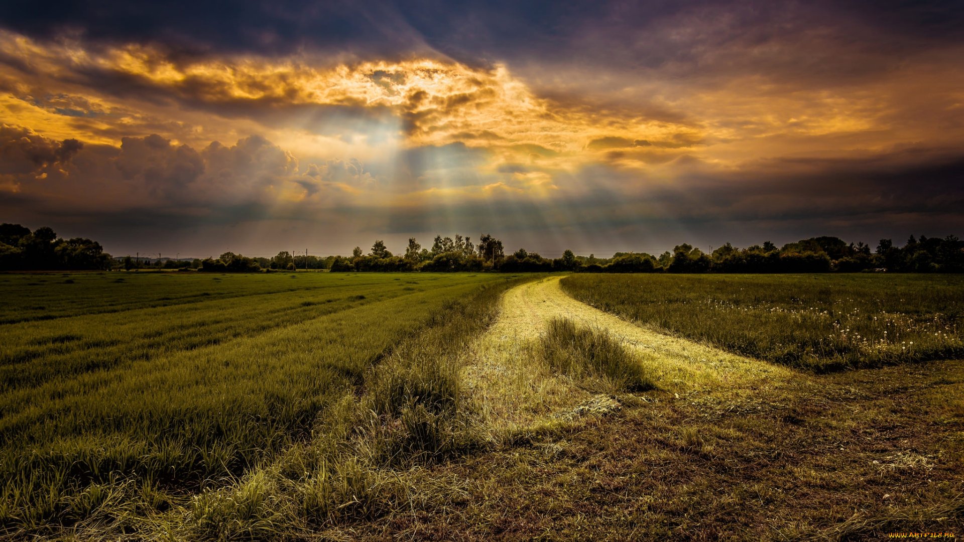 природа, поля, свет, тучи, поле