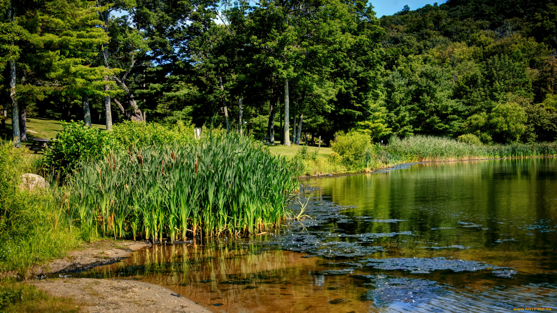 природа, реки, озера, лес, река