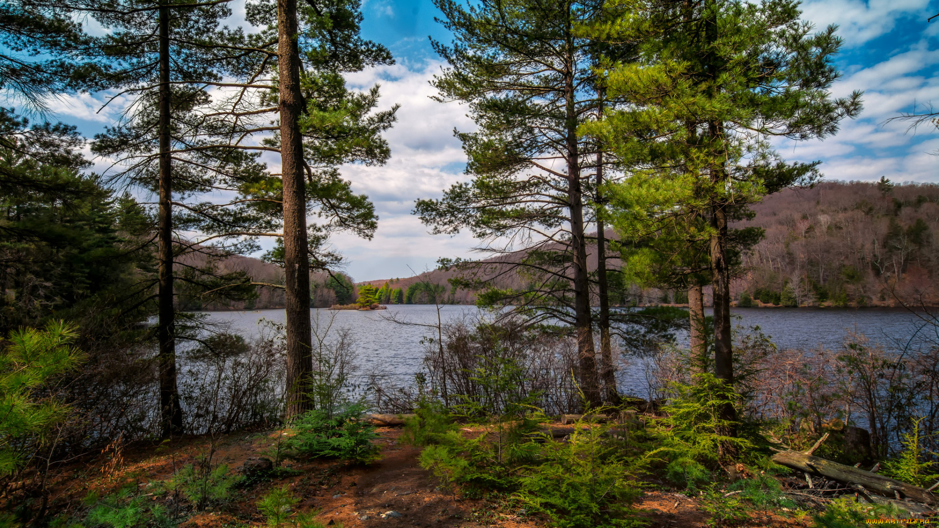 природа, реки, озера, лес, река