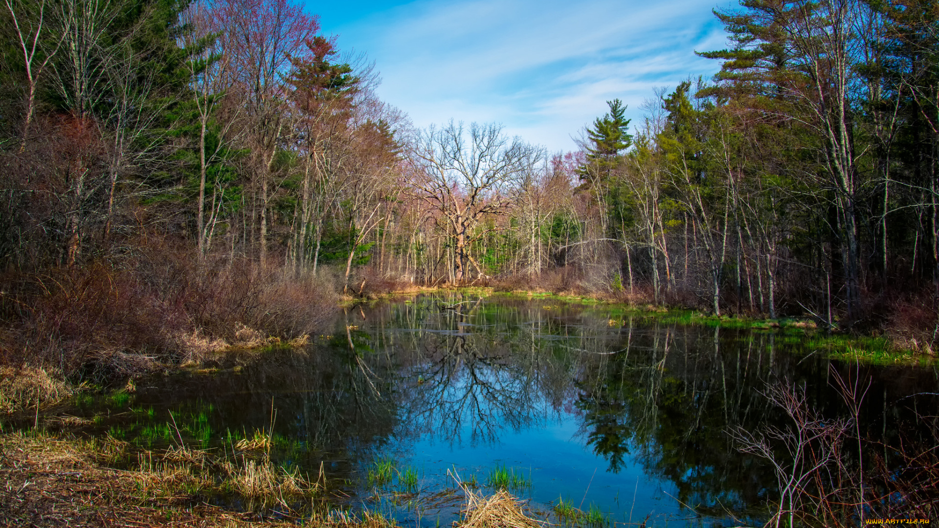 природа, реки, озера, лес, река