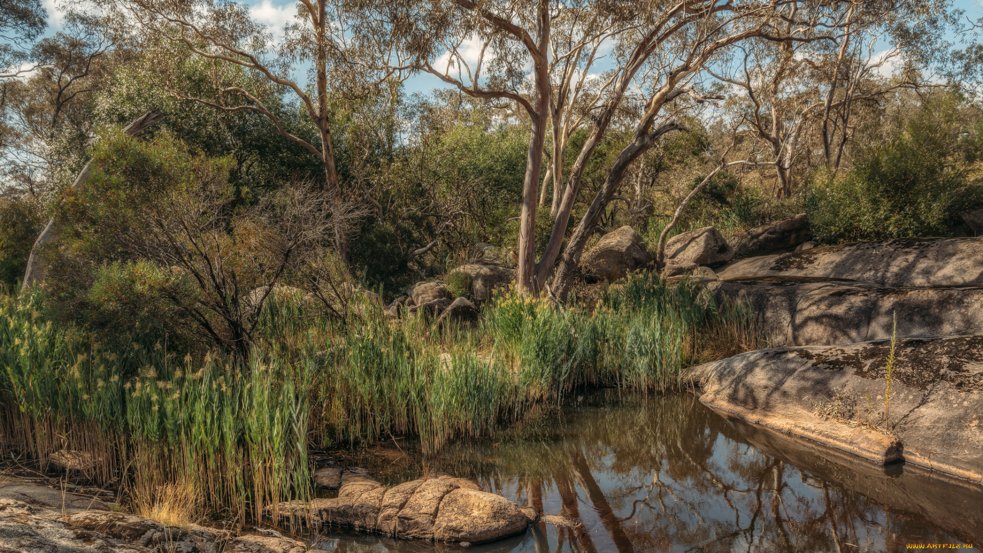 природа, реки, озера, лес, река