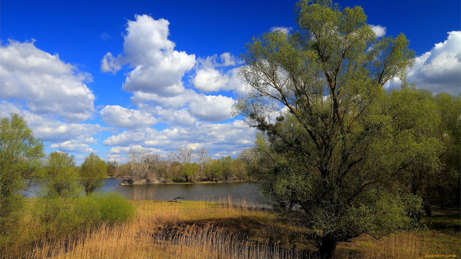 природа, реки, озера, река, лес