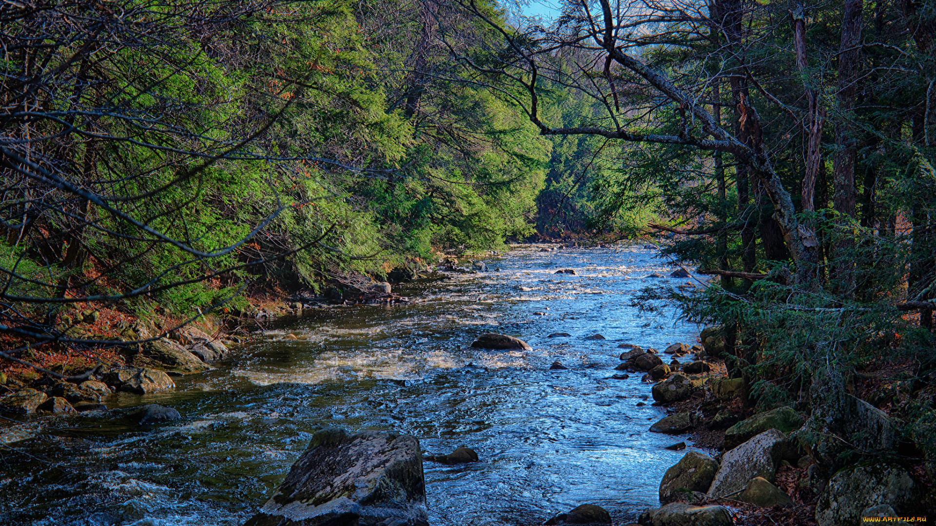 природа, реки, озера, река, лес