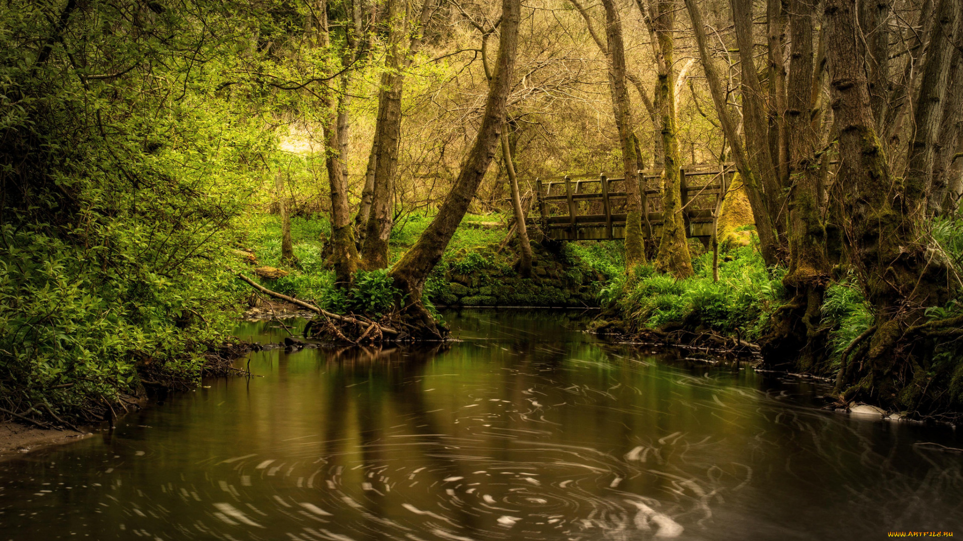 природа, реки, озера, река, лес