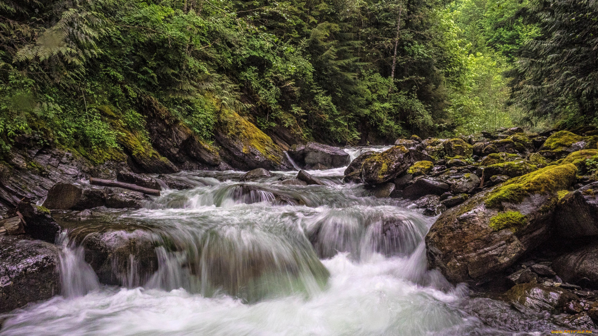 природа, реки, озера, река, лес