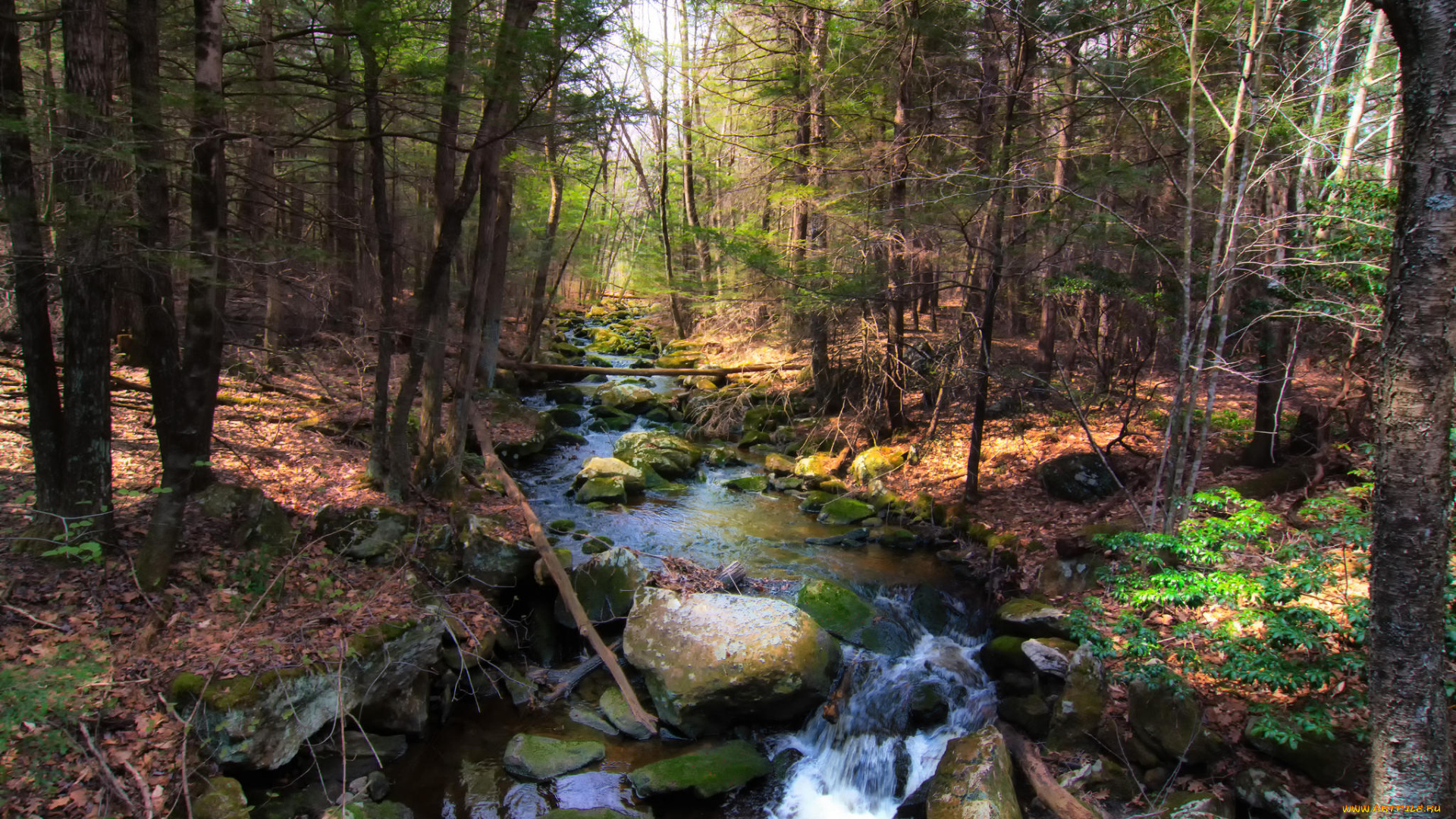 природа, реки, озера, река, лес