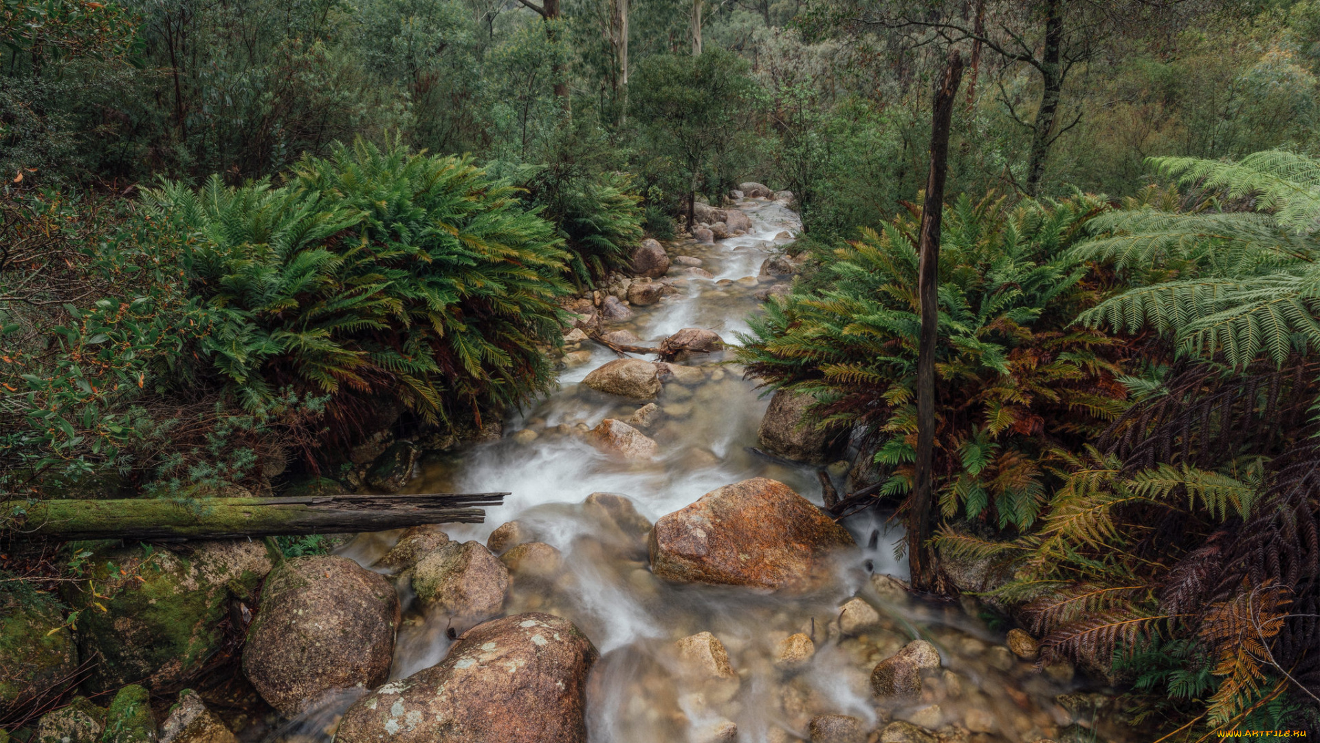 природа, реки, озера, река, лес
