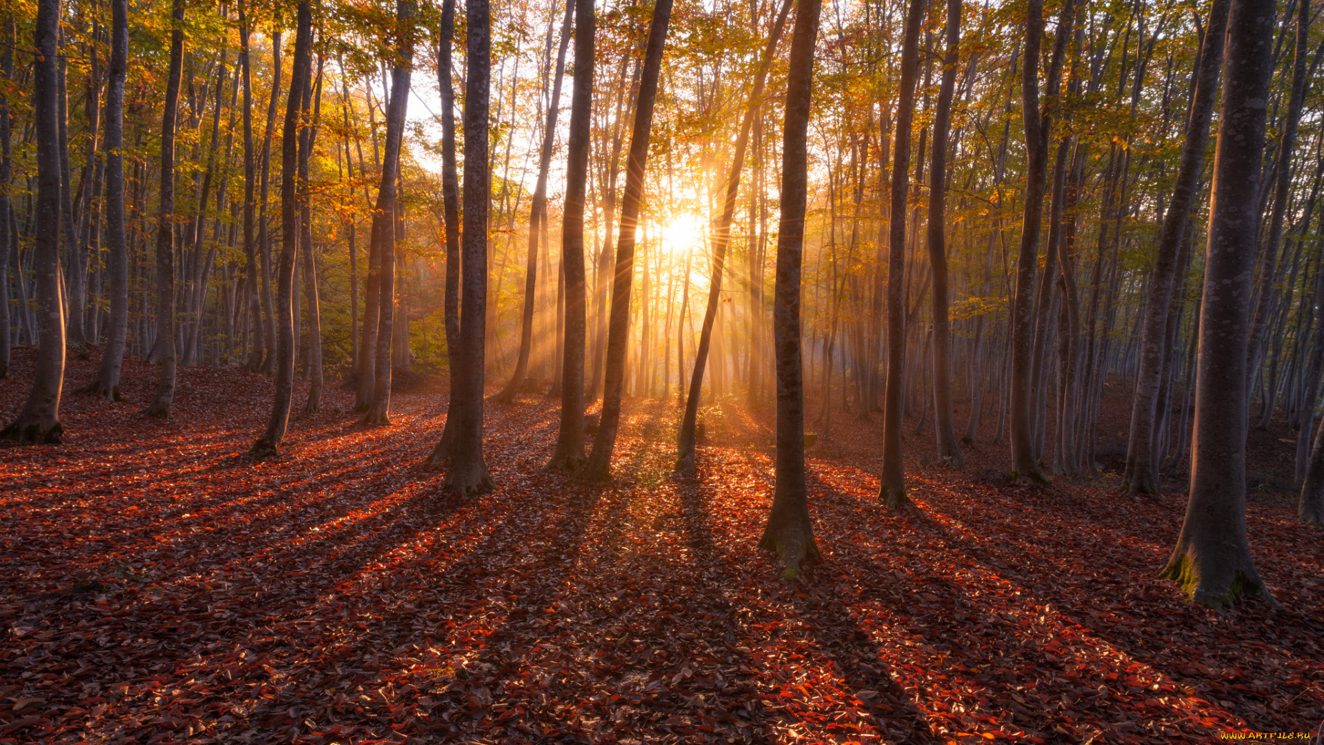 природа, восходы, закаты, деревья, солнце, лес, осень, лучи