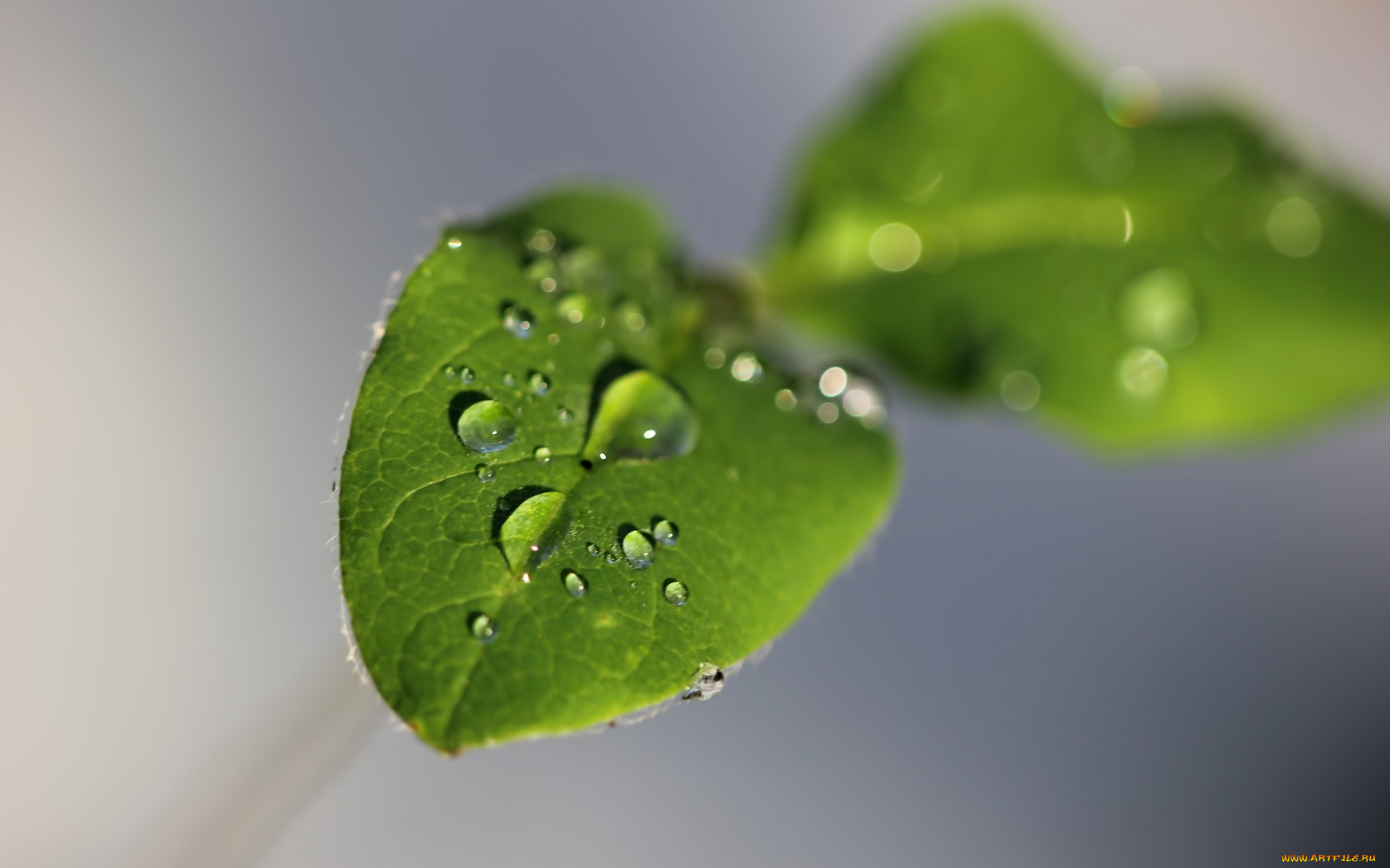 природа, макро, листья, зеленый, вода, капли, фон, серый