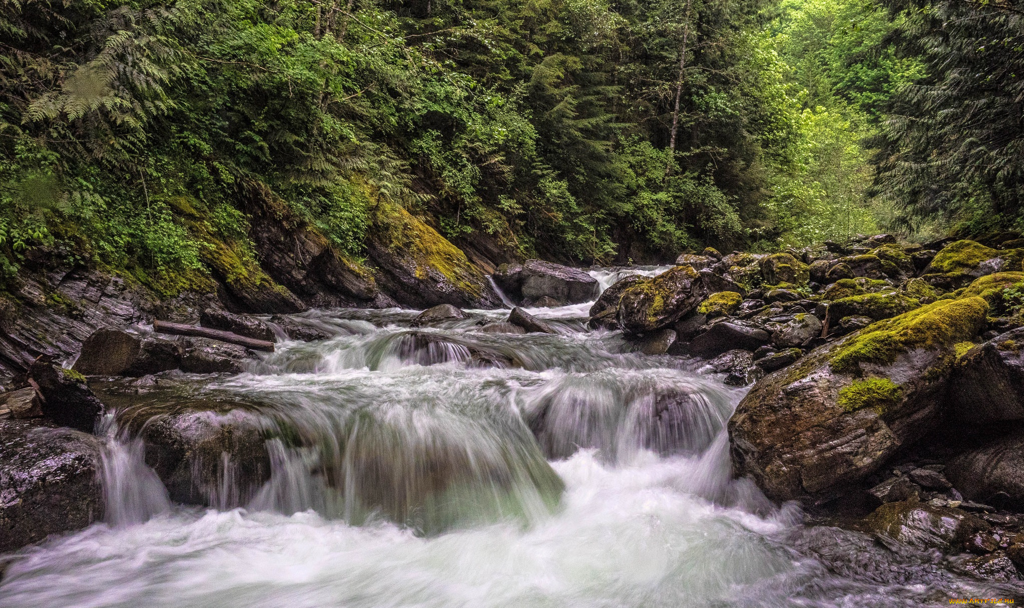 природа, реки, озера, река, лес