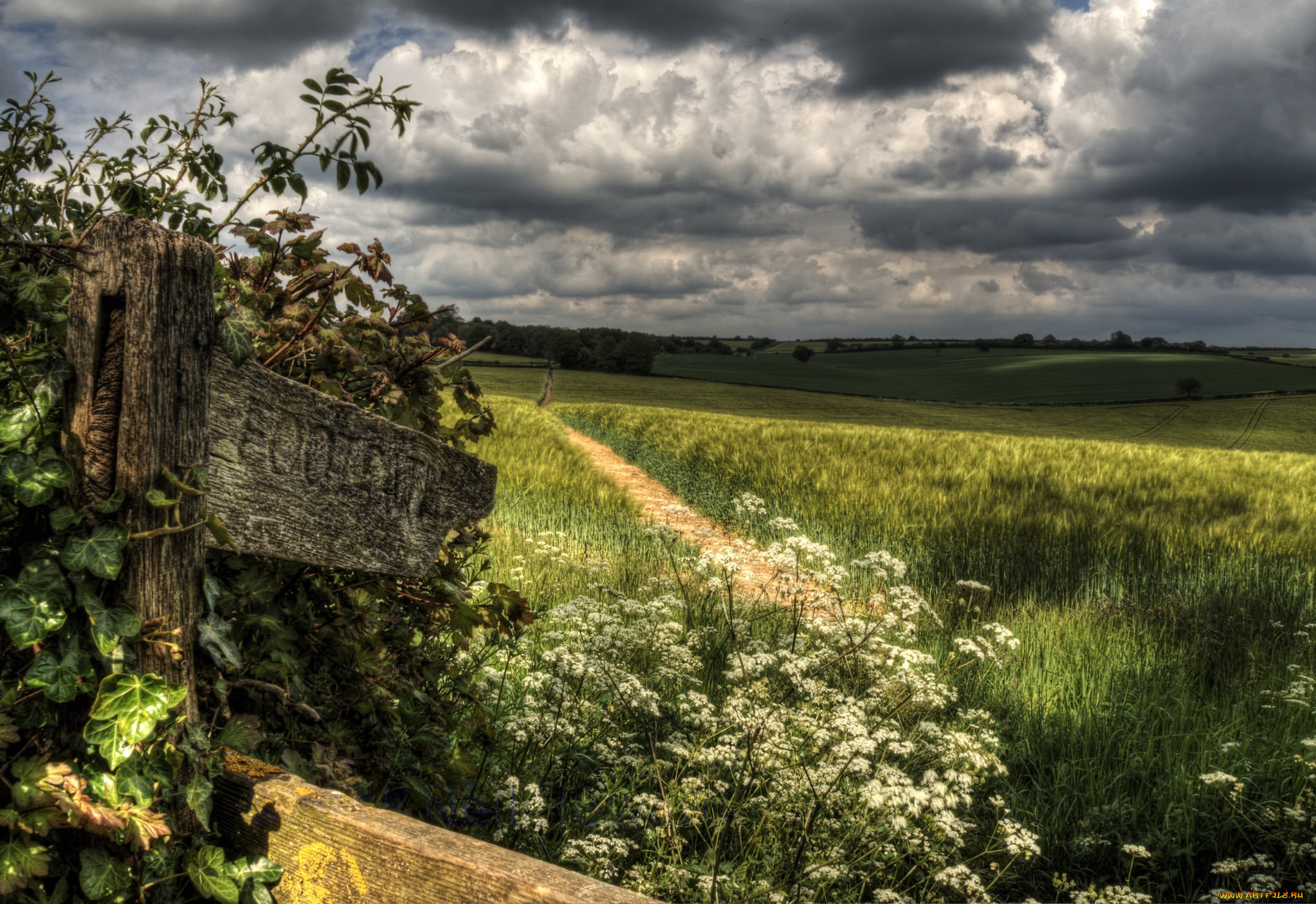 природа, дороги, грунтовка, рожь, поле