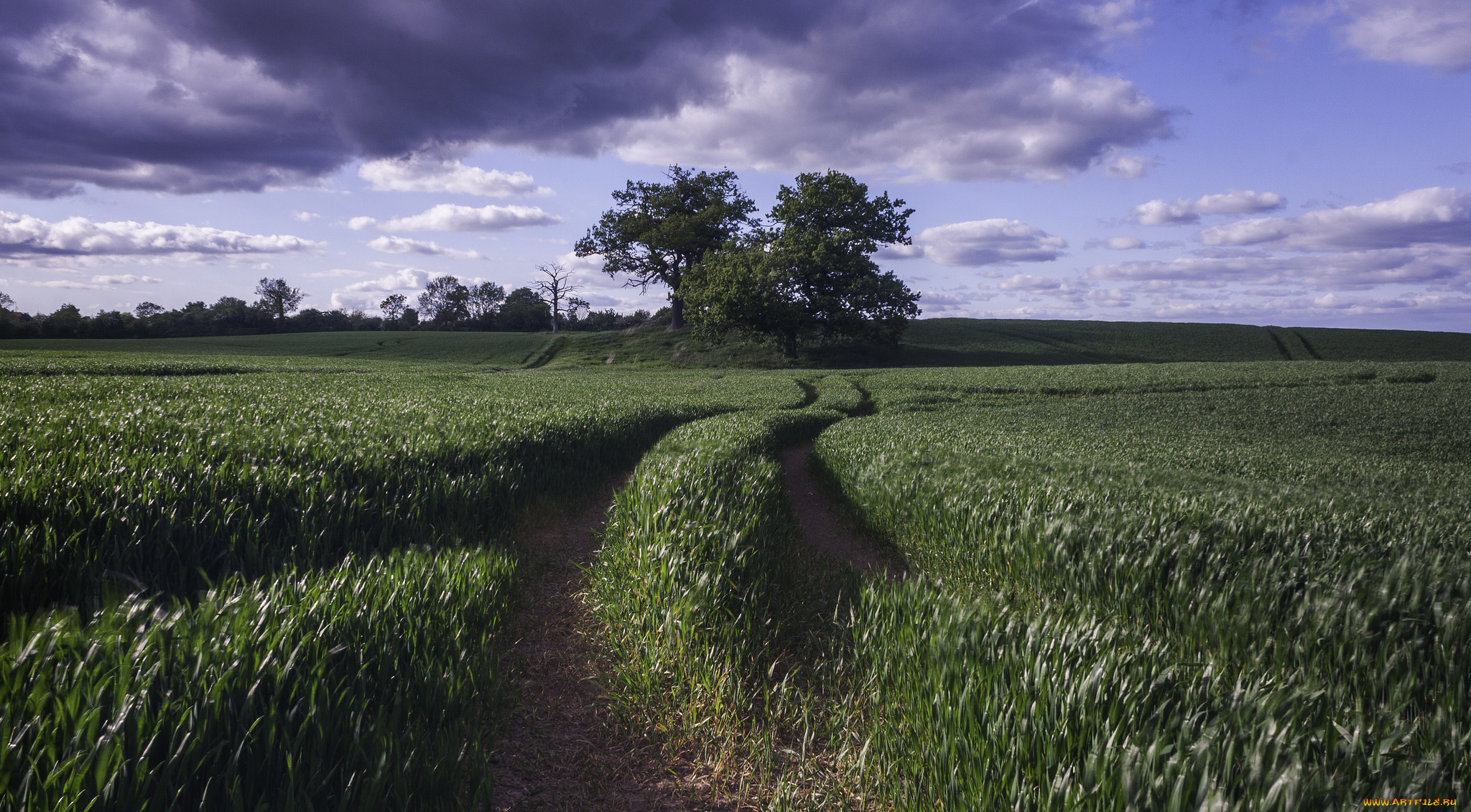природа, поля, колея, трава, поле