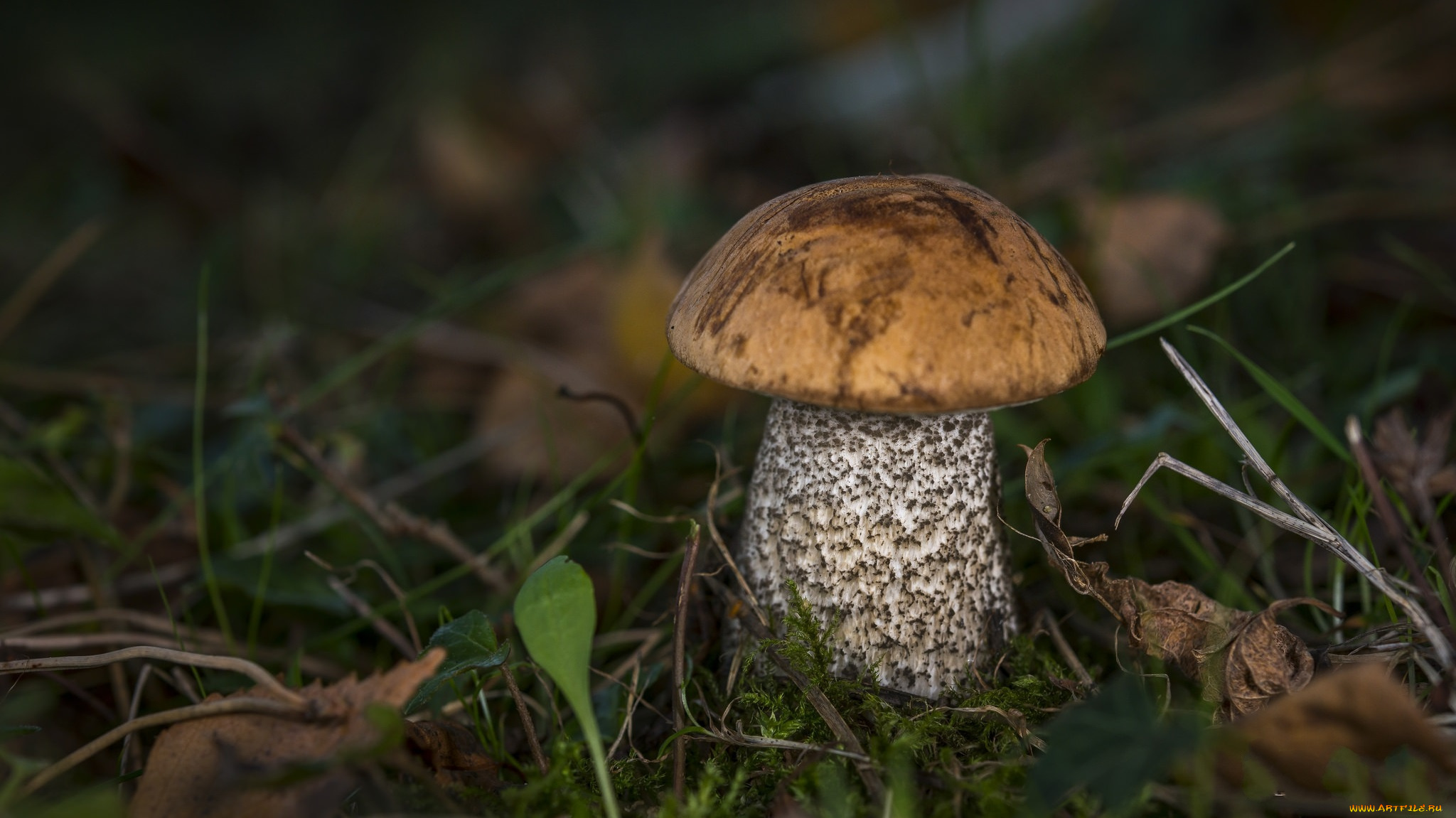 природа, грибы, подберезовик