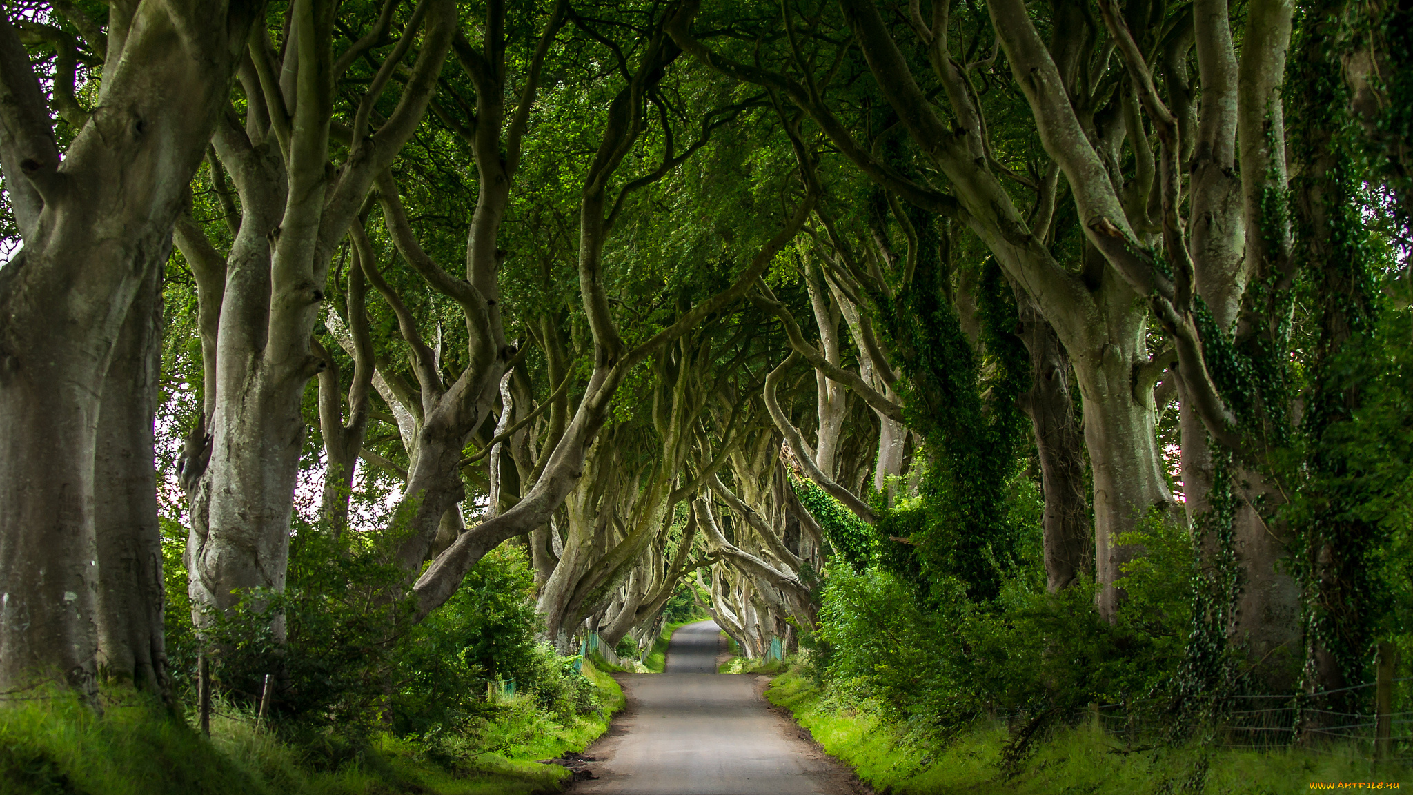 dark, hedges, , northern, ireland, природа, дороги, дорожка, деревья, аллея