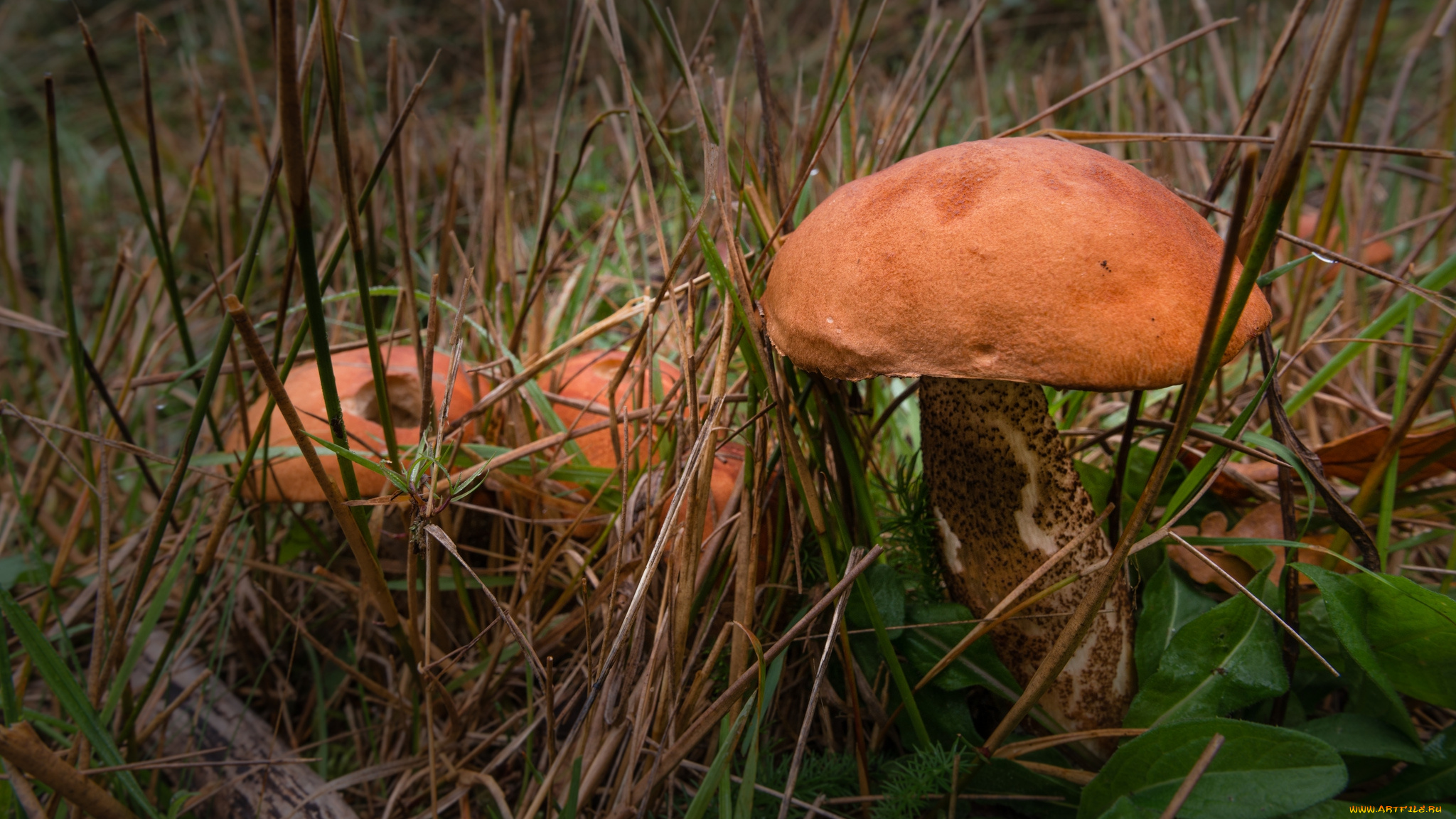 природа, грибы, подосиновик