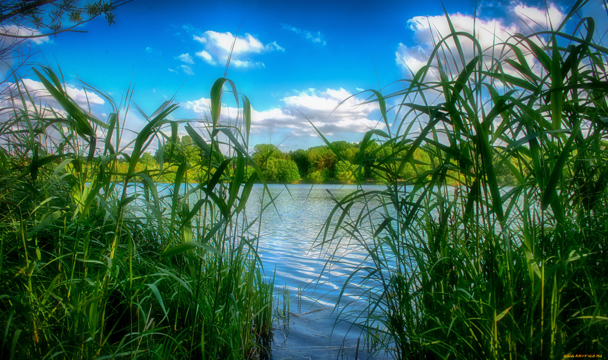 природа, реки, озера, лес, река, осока
