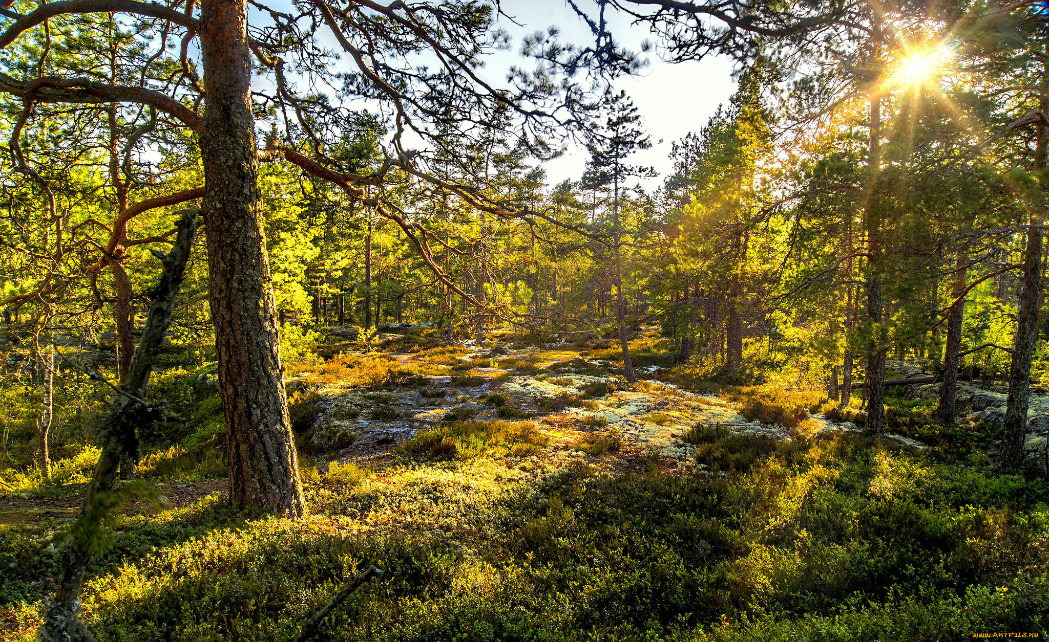 природа, лес, солнце, трава, деревья