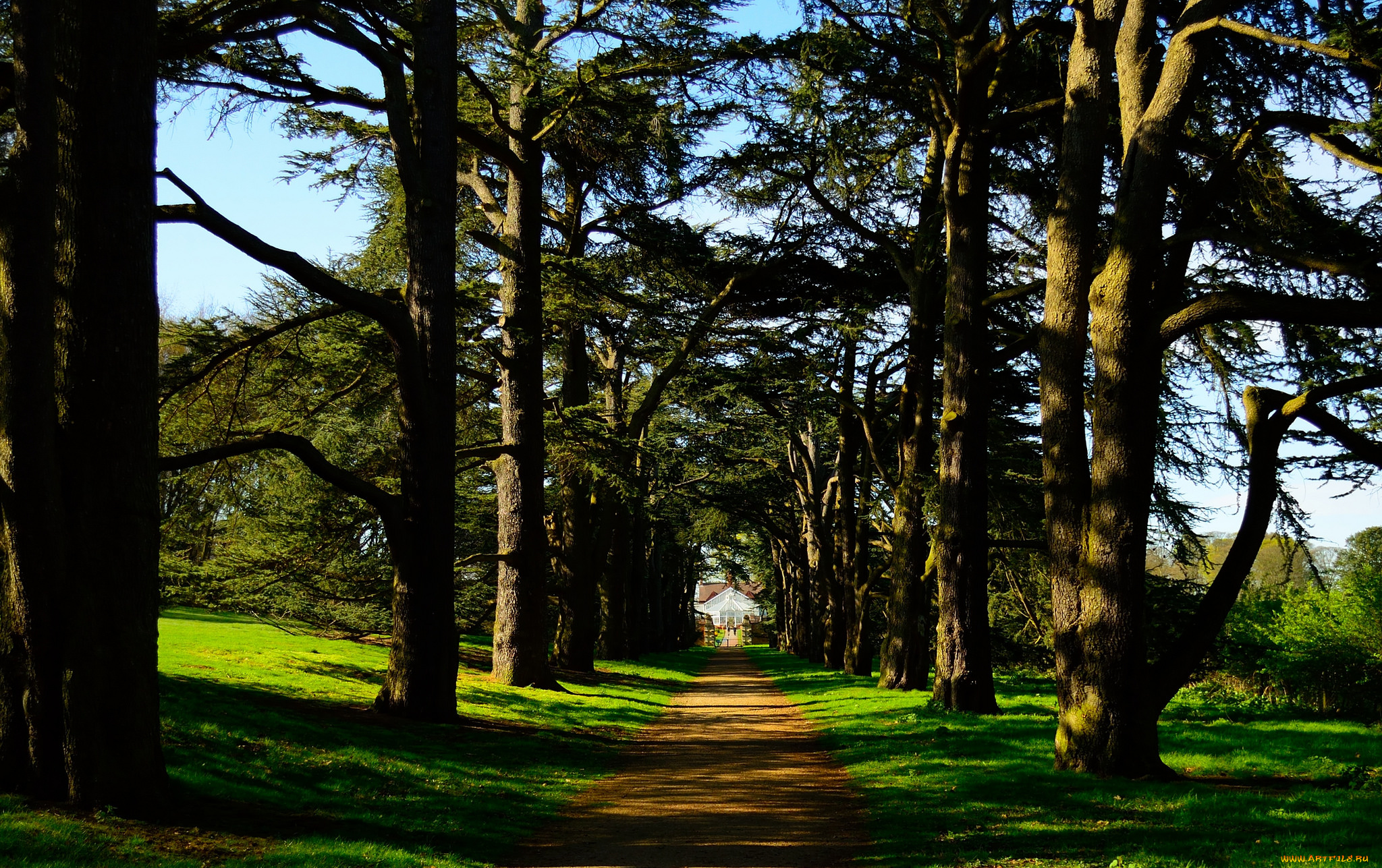 природа, дороги, трава, деревья, дорога, лес