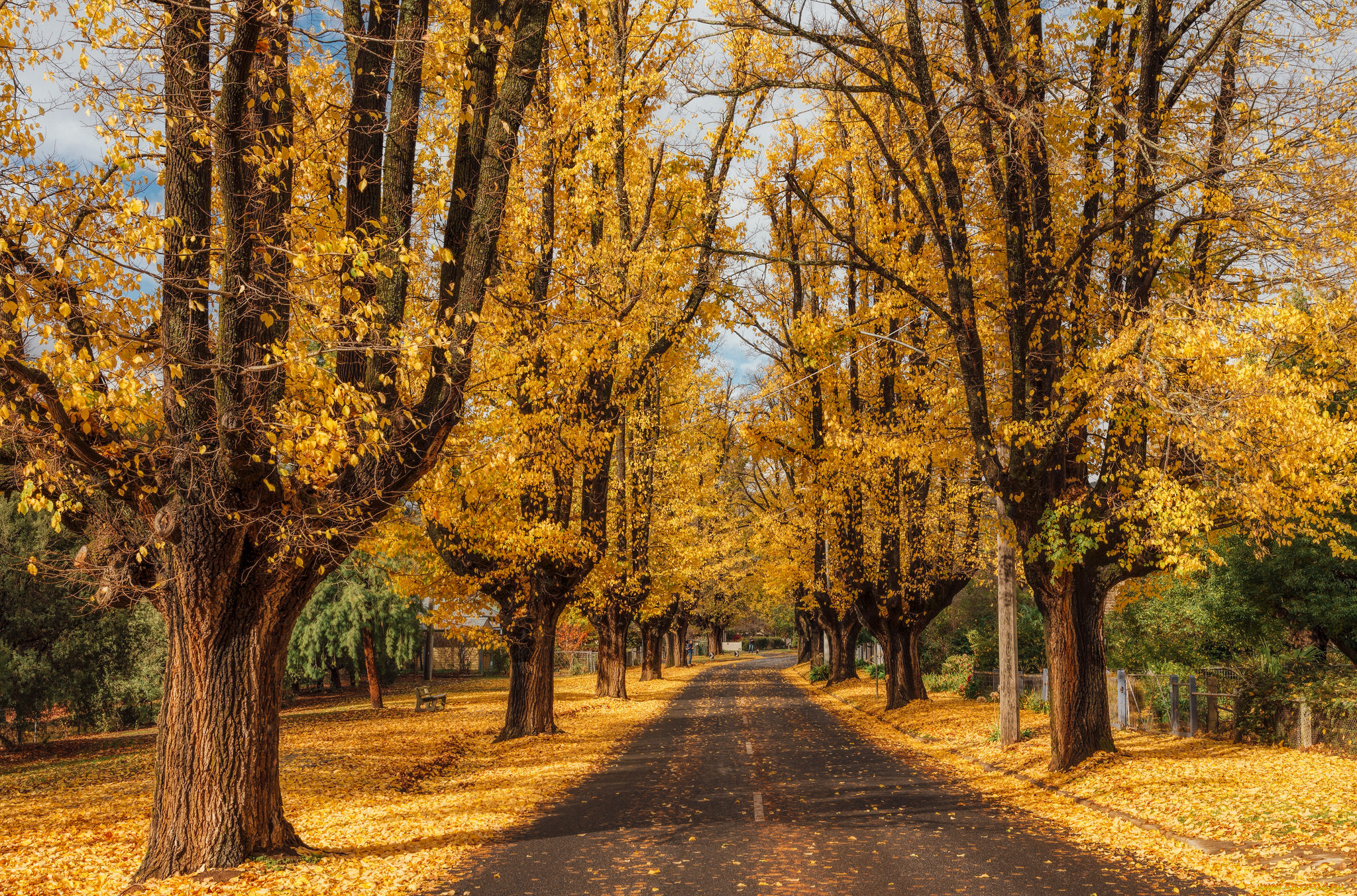 природа, дороги, лес, шоссе