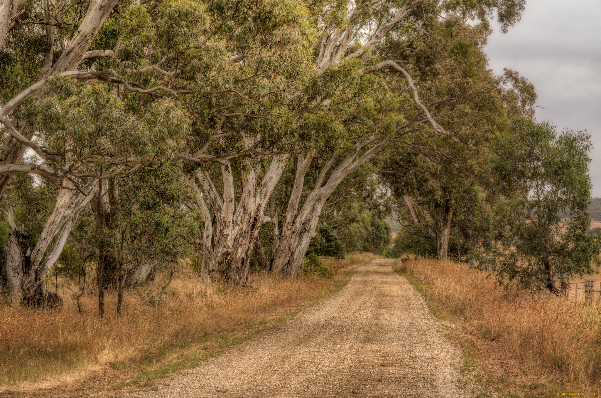 природа, дороги, тракт, лес