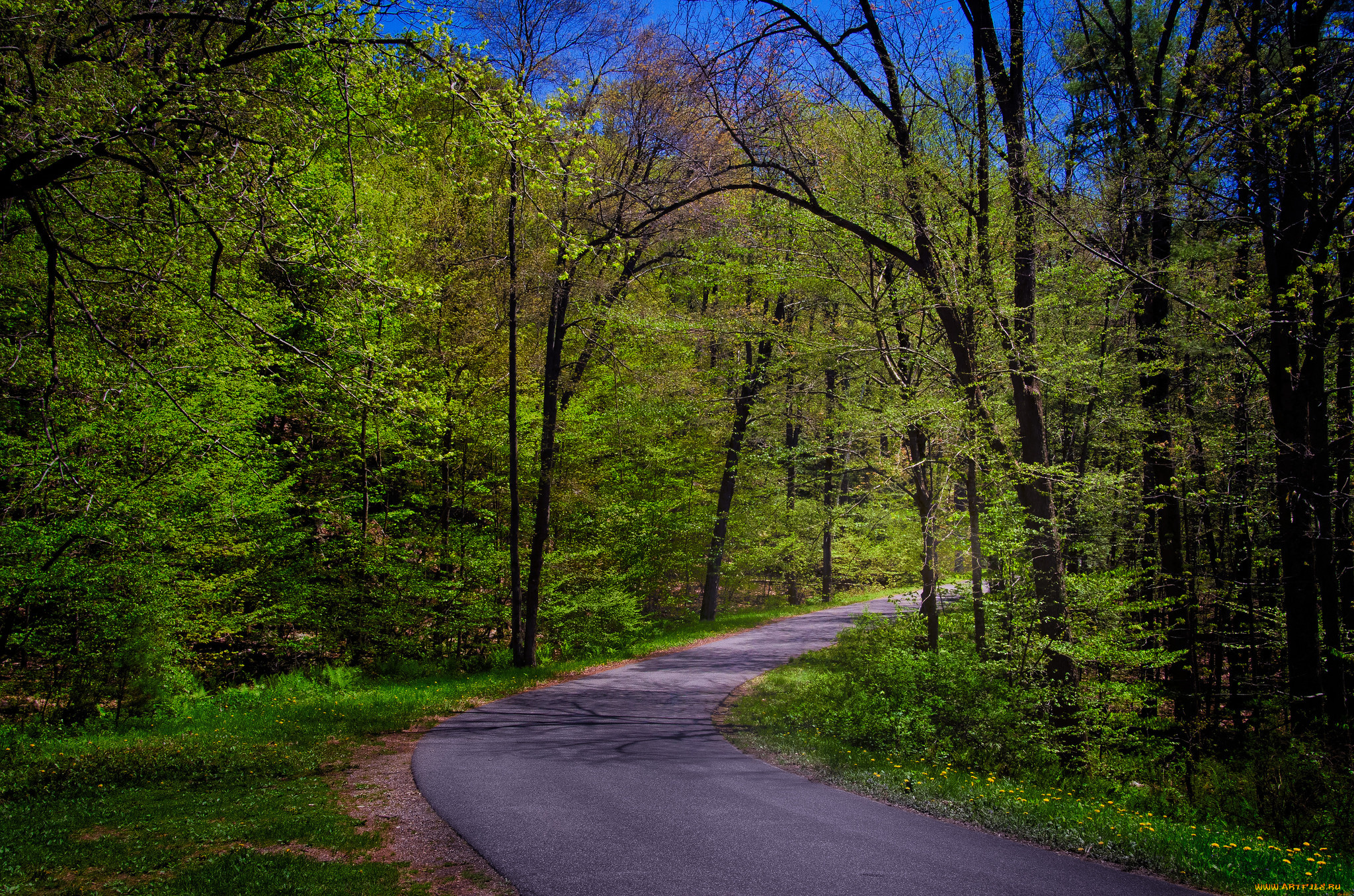 природа, дороги, лес, шоссе