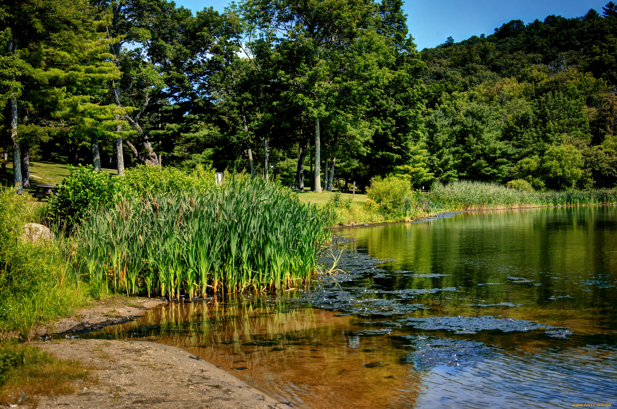 природа, реки, озера, лес, река