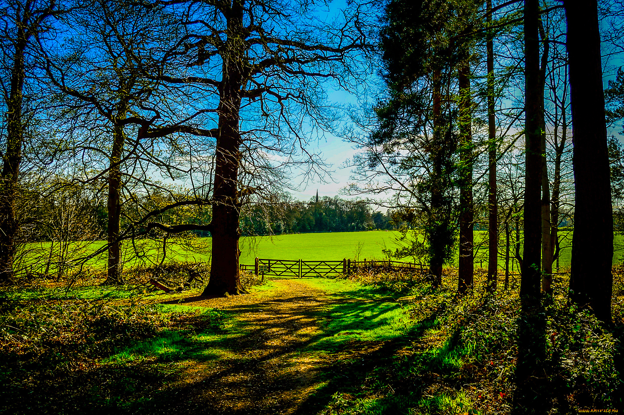 природа, деревья, трава, лес