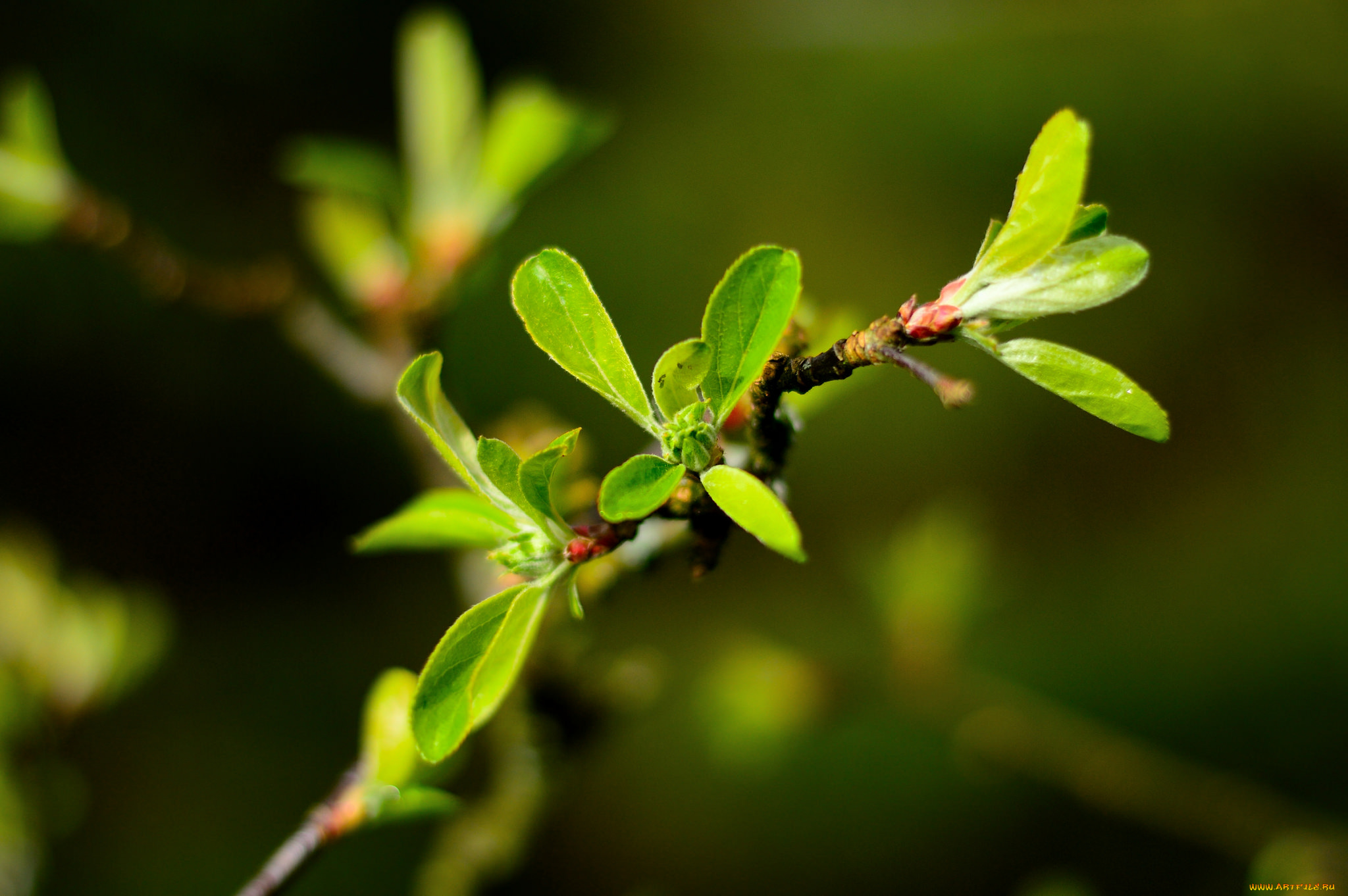 природа, макро, ветка, весна, листики